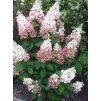 Hortenzie latnatá PINK LADY - 3 leté