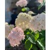 Hortenzie stromečkovitá MARSHMALLOW® - K5