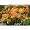 Azalea Klondyke2 1