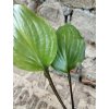 Hosta GOOSBERRY SUNDAE