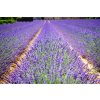 lavender flowers 1595487 1280