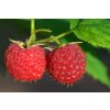 raspberries 3454504 1280