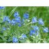 hans large speedwell 167462 1280
