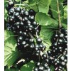 Rybíz černý ÖJEBYN - stromkový
