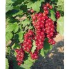 Rybíz červený HOLANDSKÝ ČERVENÝ - stromkový