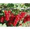 Rybíz červený ROVADA - stromkový