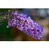 buddleja 6366542 1280