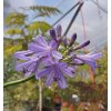 Kalokvět - Agapanthus PURPLE DELIGHT