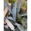 Agave americana subsp. protamericana