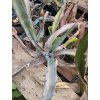Agave havardiana
