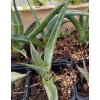 Agave deserti subsp. deserti