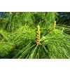 mabelamber pine 3353470 1280