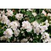 philadelphus virginalis 7087759 1280