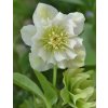 Screenshot 2026 01 28 at 08 46 59 Hellebores Images Free Download on Freepik