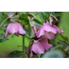 hellebore 8632621 1280
