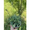 Hosta BLUE CADET