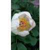 paeonia mlokosewitschii 4153255 1280