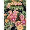 Delosperma FIRE SPINNER