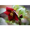 christmas rose 7776111 1280