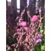 Dabécie kantábrijská - "irský vřes" - Angelina