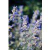 kovalskiolga catmint 7432576 1280