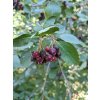ghostpotato serviceberry 8085548 1280(1)