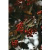 Sorbus aucuparia (jeřáb ptačí)