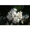 Viburnum tinus