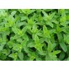Máta Chocolate (Mentha × piperita)