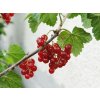 Rybíz červený ROVADA - keř