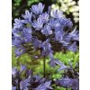 Kalokvět - Agapanthus - směs