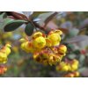 berberis 855366 1280