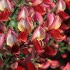 Cytisus scoparius ´Roter Favorit´