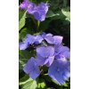 Hortenzie pilovitá BLUEBIRD -2 leté
