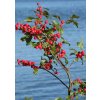winterberry 1880817 1280