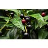 laurel cherry 3663090 1280
