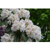 rhododendron flower 4727886 1280