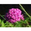 yarrow 2415090 1280