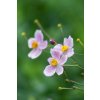japanese anemone 5569099 1280