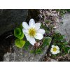 mountain avens 1147499 1280