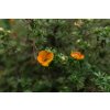 irina kukuts cinquefoil shrub 4376035 1280