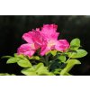 hansbenn dog rose 3641408 1280