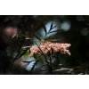 sambucus nigra black lace 4653053 1280