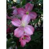 buntysmum clematis 3987098 1280