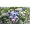 kimkyungok blueberry 1106831 1280