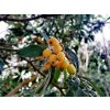 mandz11 loquat 4483703 1280