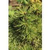 umbrella pine 6213349 1280