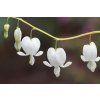 dicentra white 887224 1280