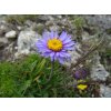 sabeth alpine aster 1145471 1280