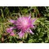 jhenning centaurea 5176595 1280
